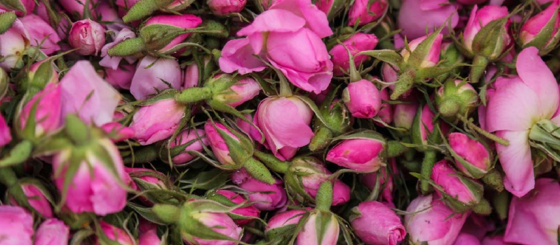 Dried Rose Buds