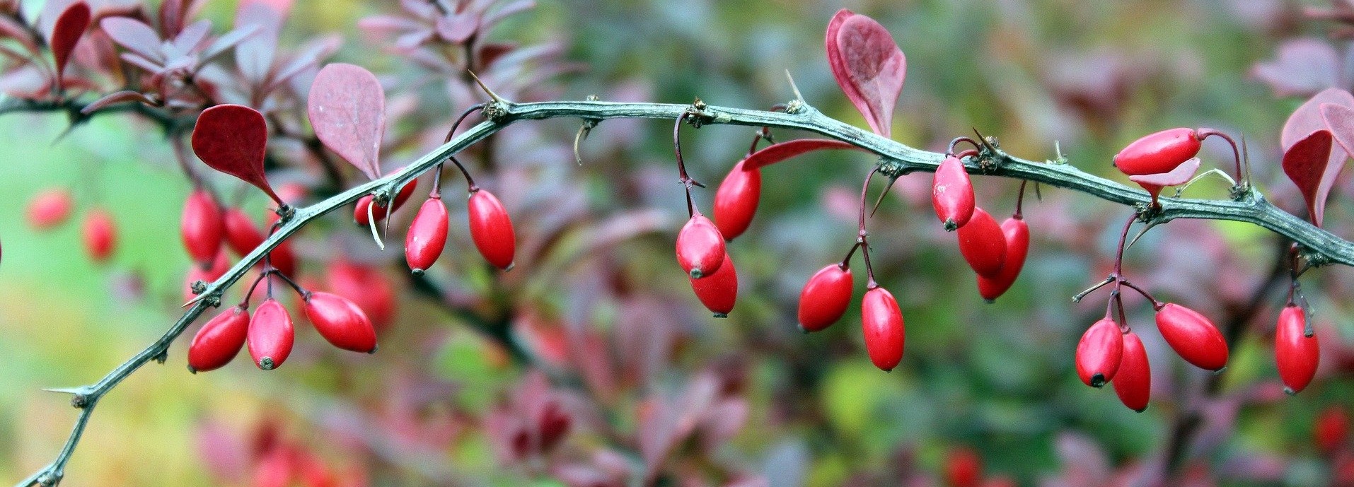 Iran Barberry