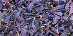 Iran Borage