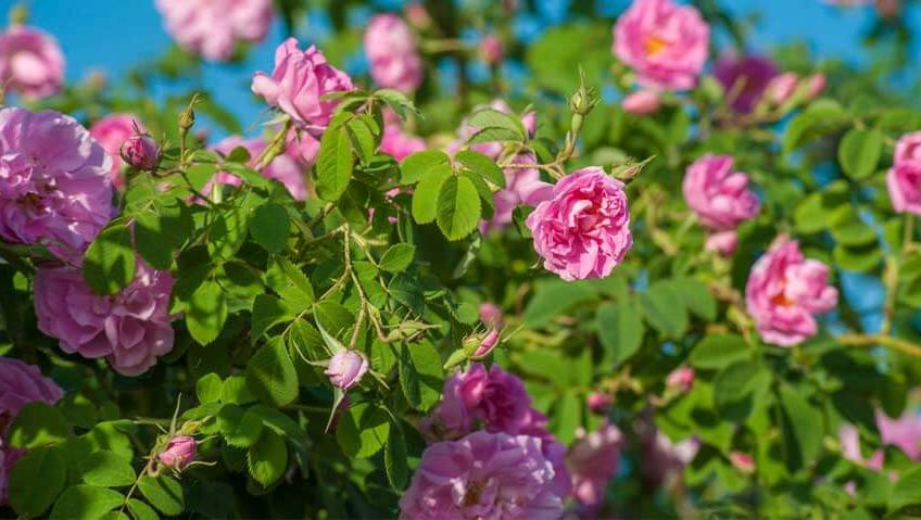 Rosa Damascena Cultivation