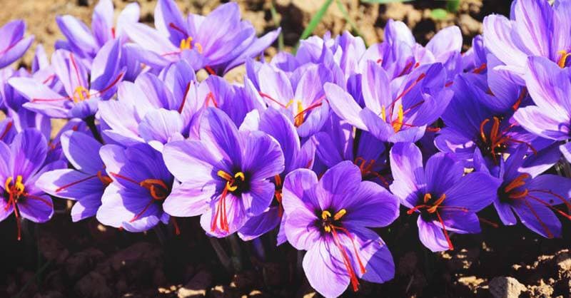 Iran Saffron