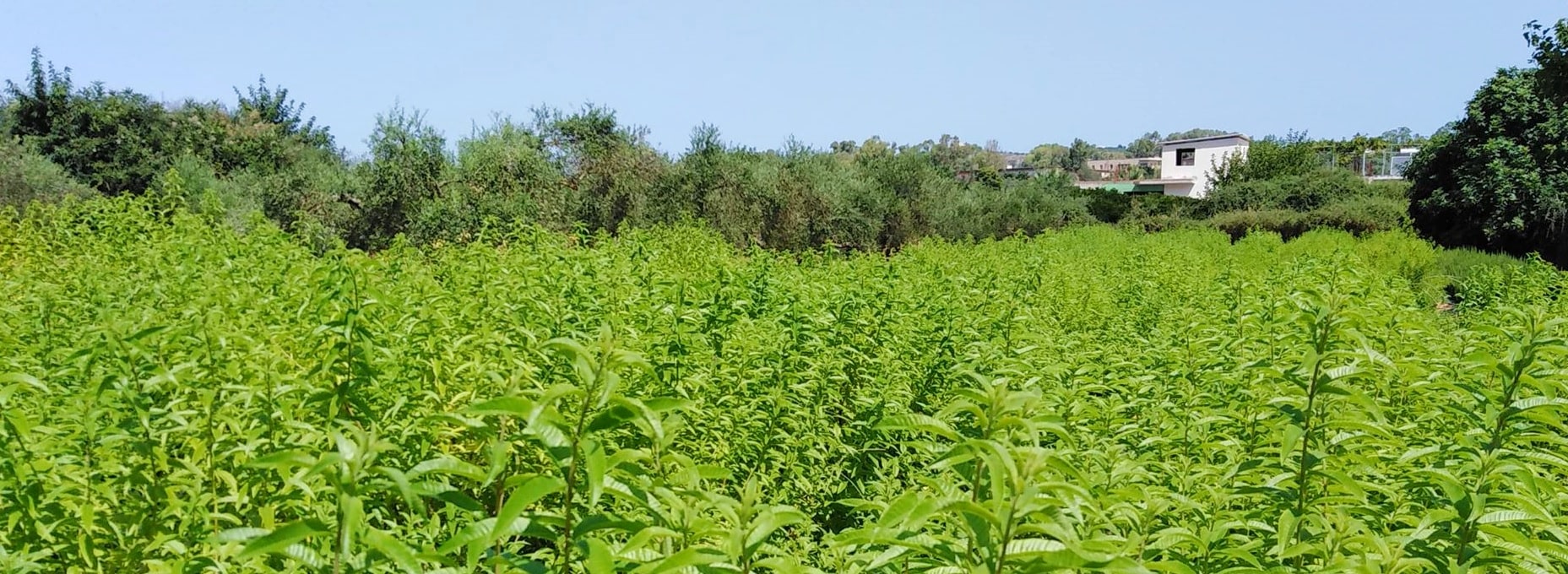 Kia Herbs